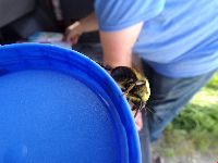 Bombus griseocollis image