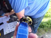 Bombus griseocollis image