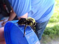 Bombus griseocollis image