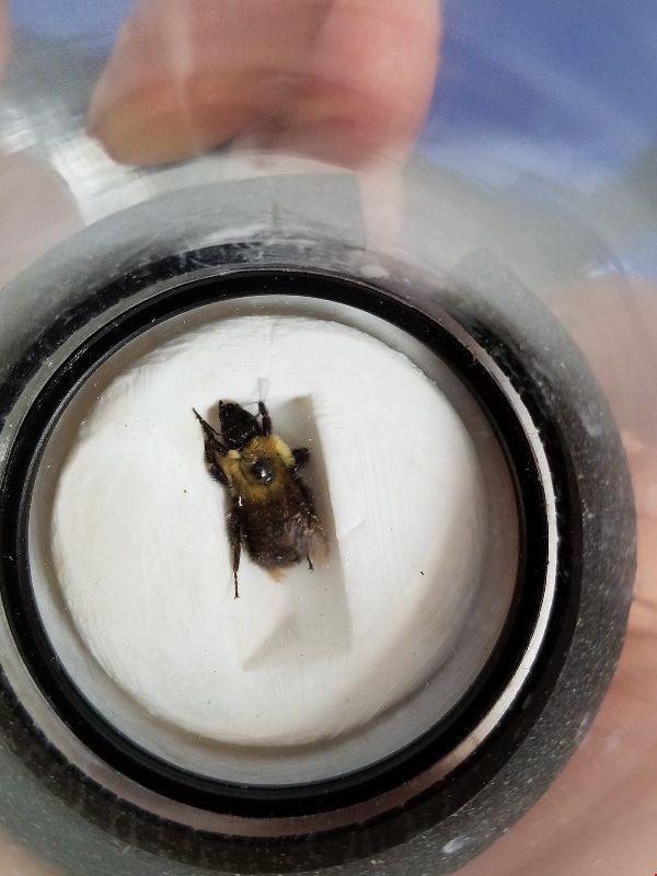 Bombus bimaculatus image