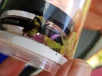 Bombus fervidus image