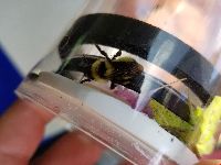 Bombus fervidus image