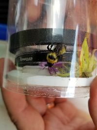 Bombus fervidus image