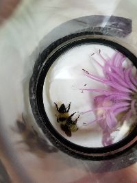 Bombus fervidus image
