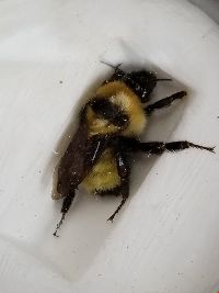 Bombus fervidus image