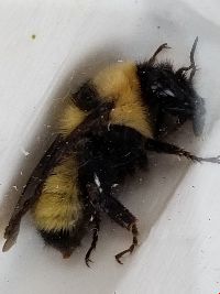 Bombus fervidus image