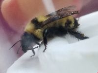 Bombus fervidus image