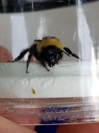 Bombus fervidus image