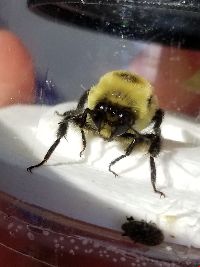 Bombus griseocollis image