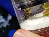 Bombus griseocollis image