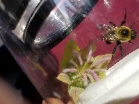 Bombus griseocollis image