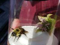 Bombus griseocollis image