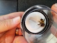 Bombus bimaculatus image