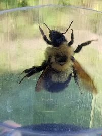 Bombus bimaculatus image
