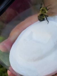 Bombus bimaculatus image