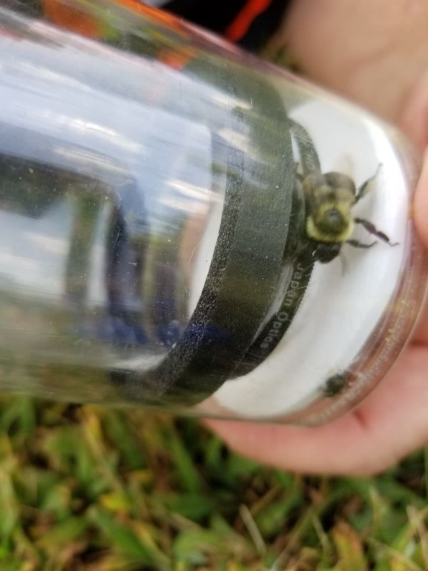 Bombus impatiens image