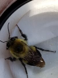 Bombus griseocollis image