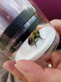 Bombus griseocollis image