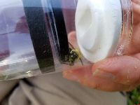 Bombus griseocollis image