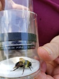 Bombus griseocollis image