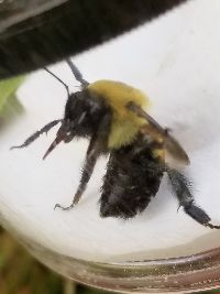 Bombus griseocollis image