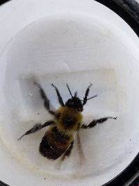 Bombus griseocollis image