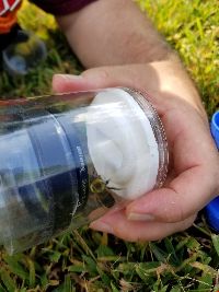 Bombus griseocollis image