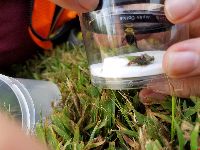 Bombus griseocollis image