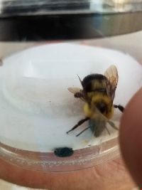 Bombus bimaculatus image