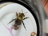 Bombus bimaculatus image