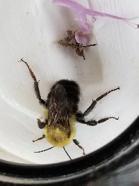 Bombus bimaculatus image