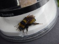 Bombus borealis image