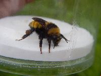 Bombus borealis image