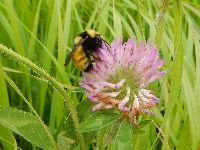 Bombus borealis image
