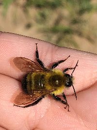 Bombus perplexus image