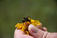 Bombus terricola image