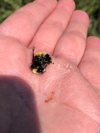 Bombus terricola image