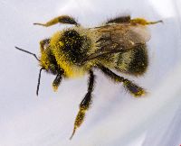Bombus rufocinctus image