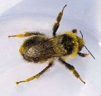 Bombus rufocinctus image