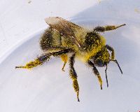 Bombus rufocinctus image