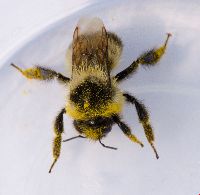 Bombus rufocinctus image