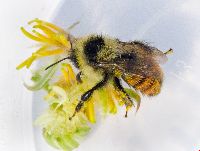 Bombus rufocinctus image