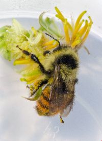 Bombus rufocinctus image
