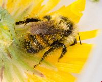 Bombus rufocinctus image