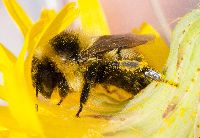 Bombus rufocinctus image