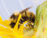 Bombus rufocinctus image