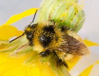 Bombus rufocinctus image