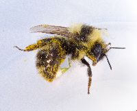 Bombus rufocinctus image