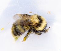 Bombus rufocinctus image