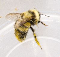 Bombus rufocinctus image